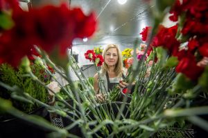 Karen Born of Tempe-based Bobbie's Flowers finds herself surrounded by one of Mother's Day's most popular blossoms. [Photo by Billy Hardiman/Wrangler News]